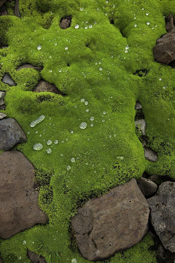 earth crystals - haus of moss and moon