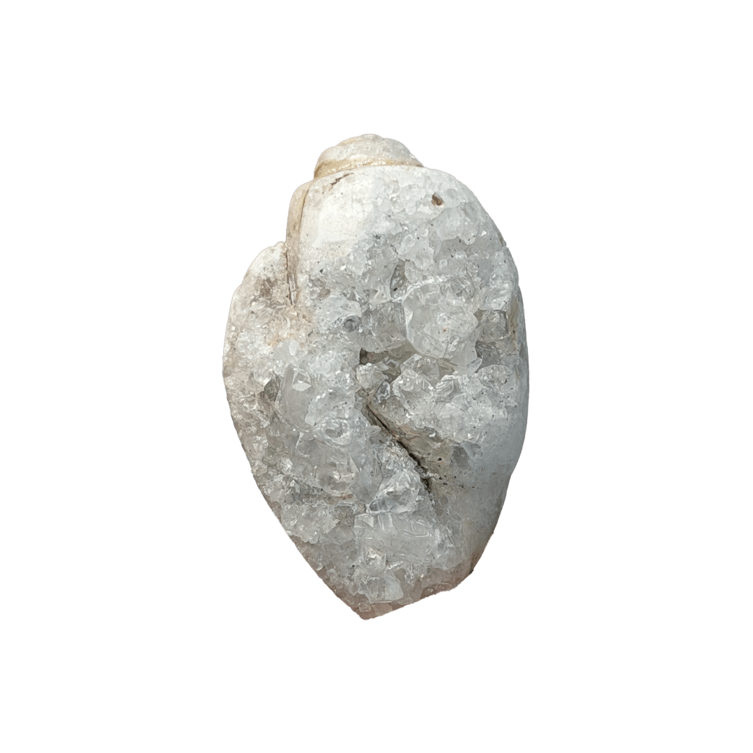 Fossilised Druzy Gastropod Shells - Haus of Moss + Moon