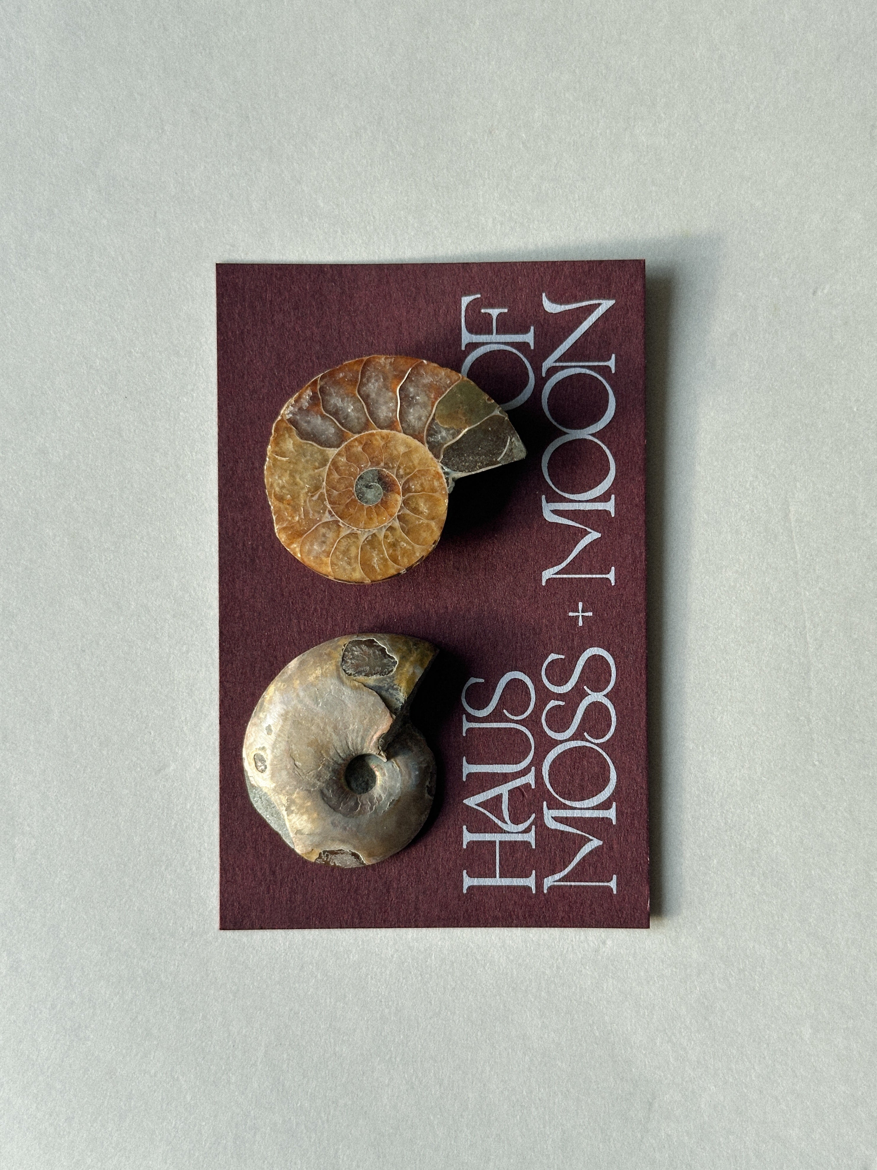 Fossils - Haus of Moss + Moon