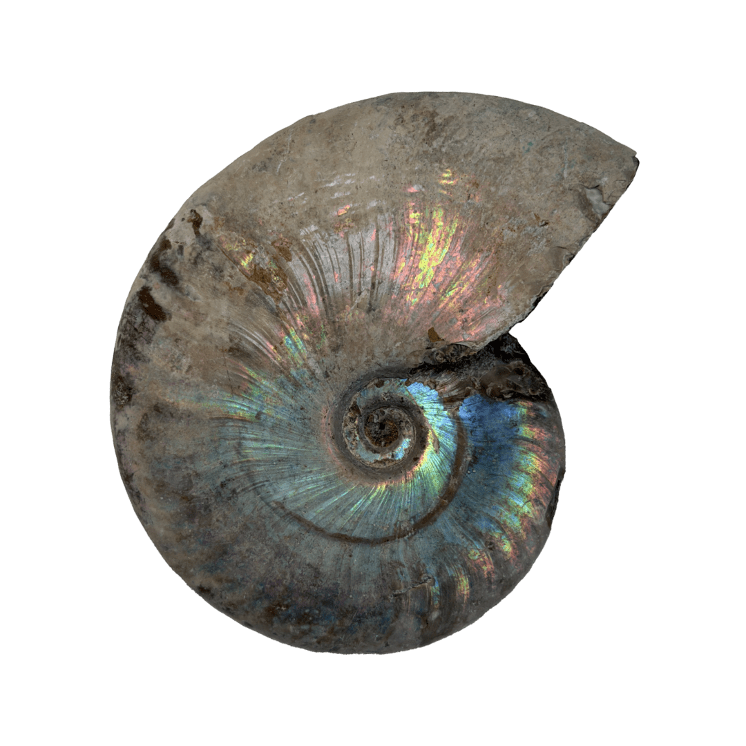 Iridescent Ammonites - Haus of Moss + Moon