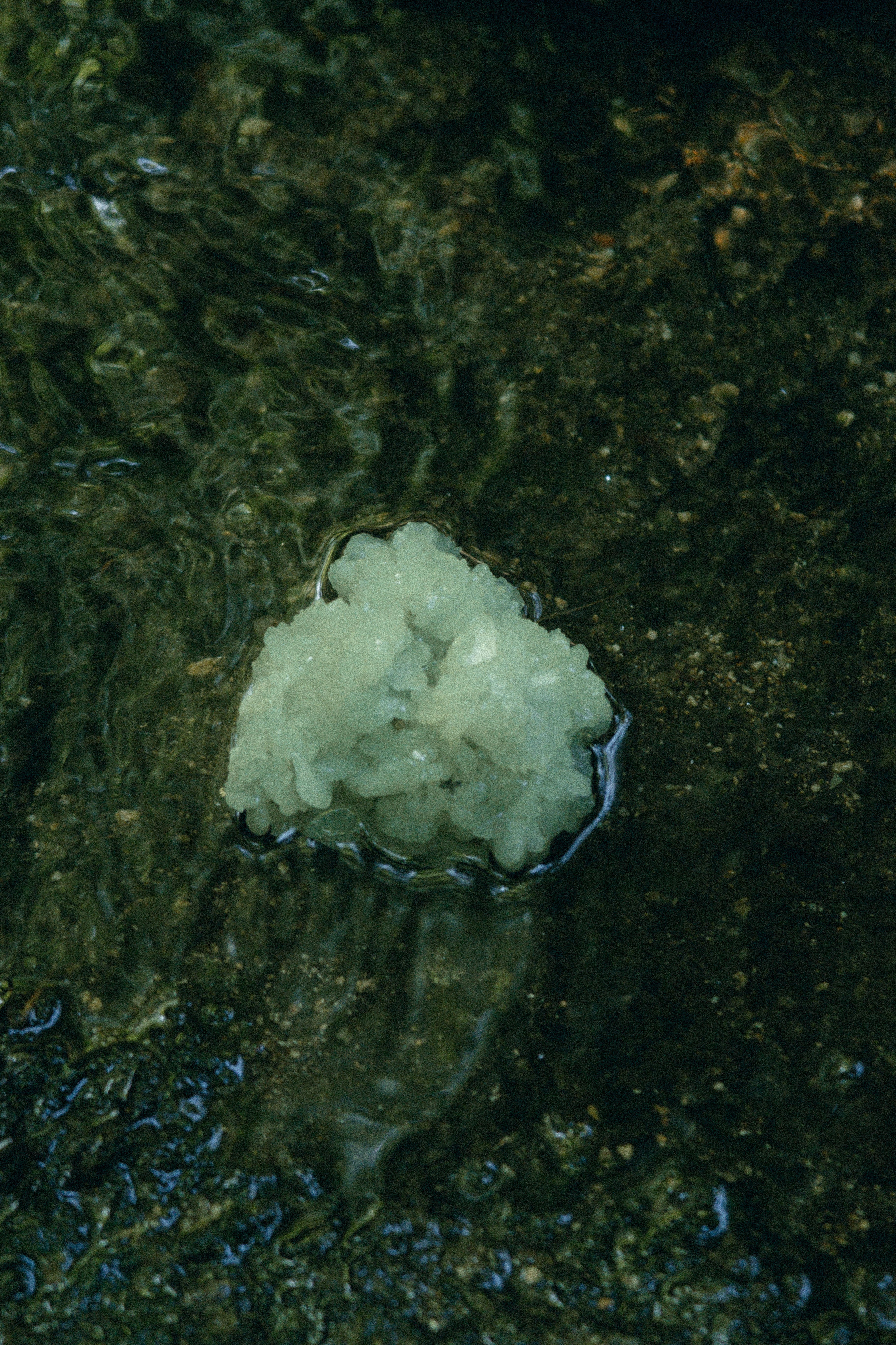 Prehnite - Haus of Moss + Moon