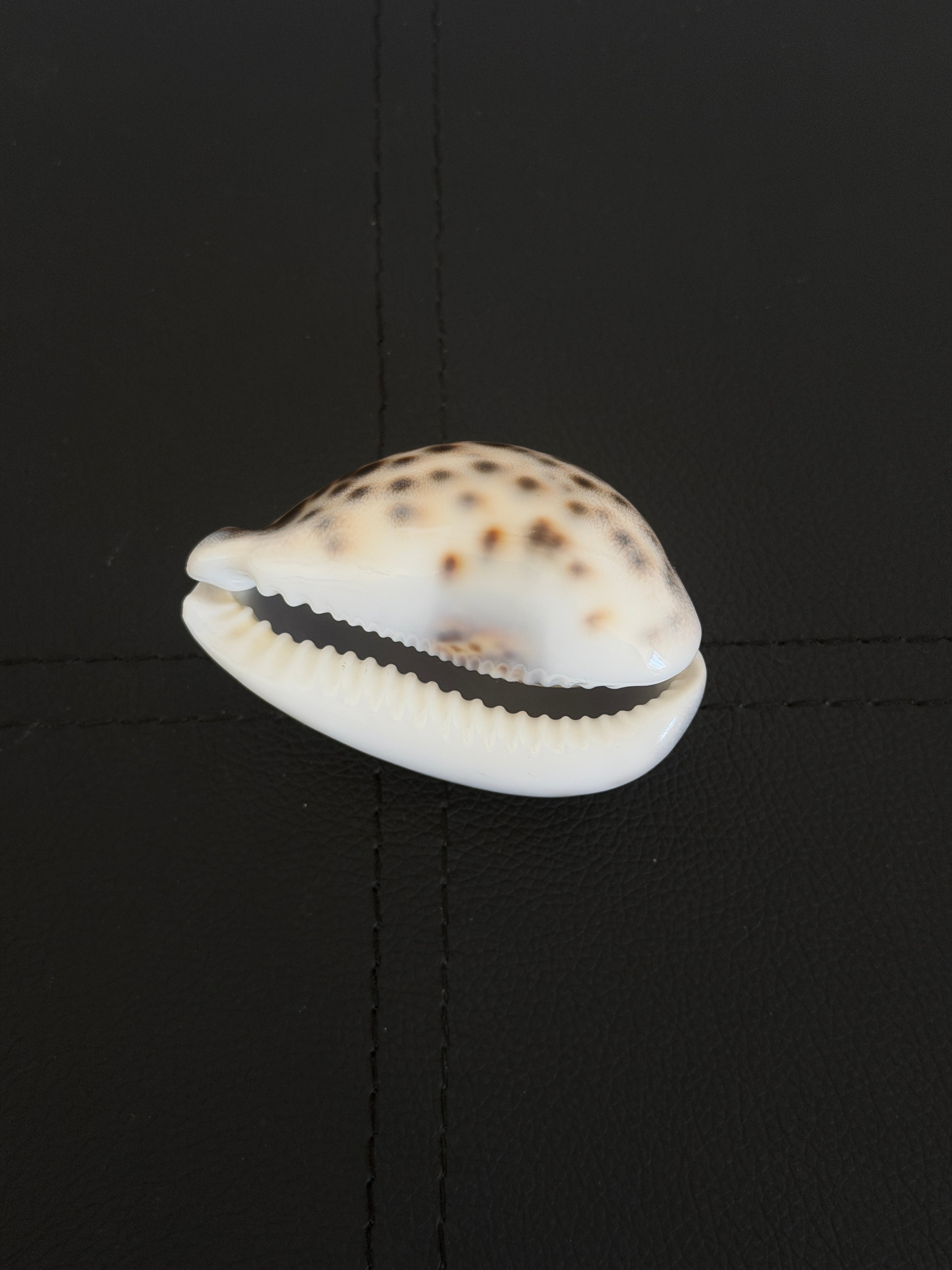 Vintage Tiger Cowrie Shell