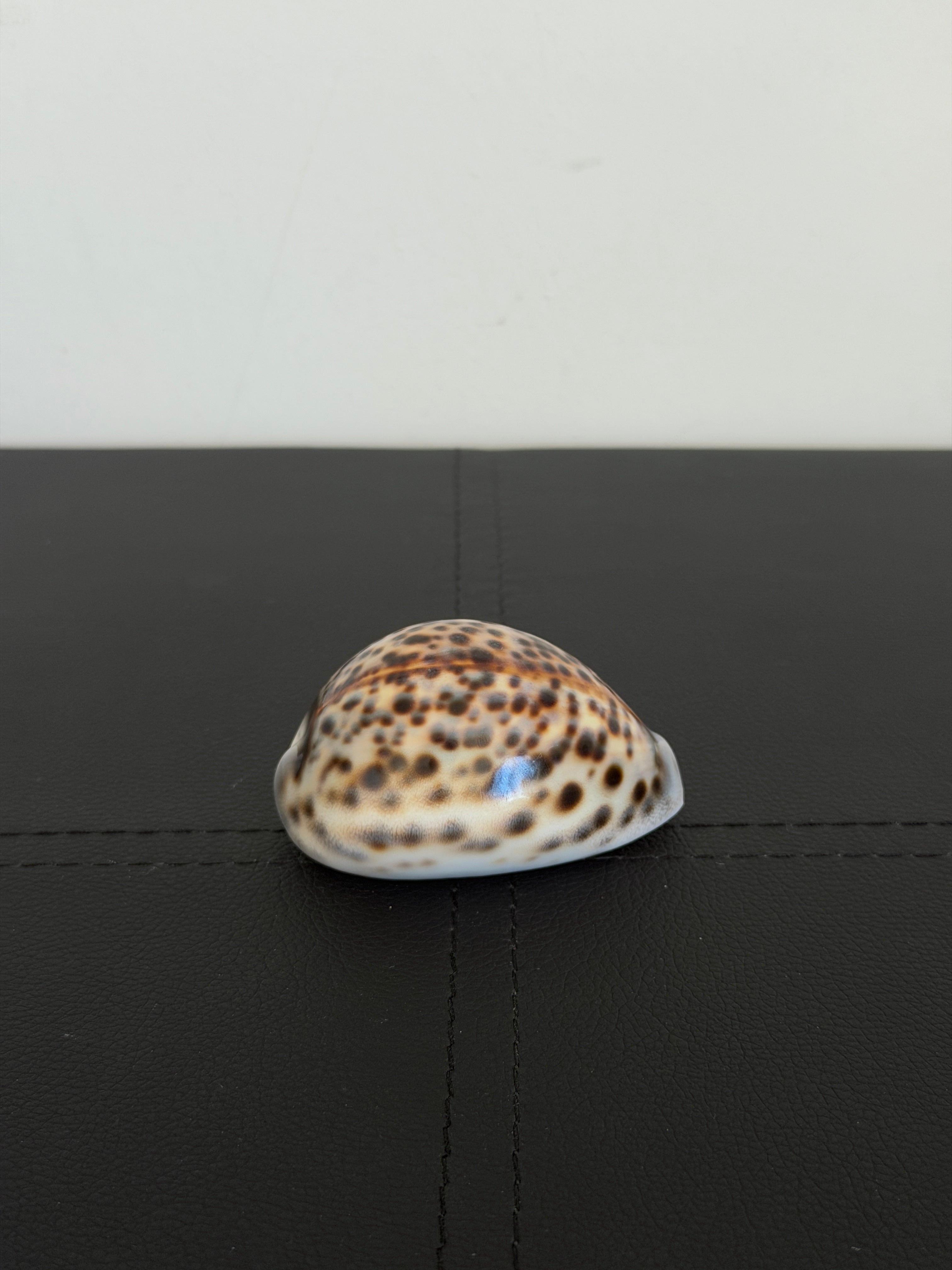 Vintage Tiger Cowrie Shell