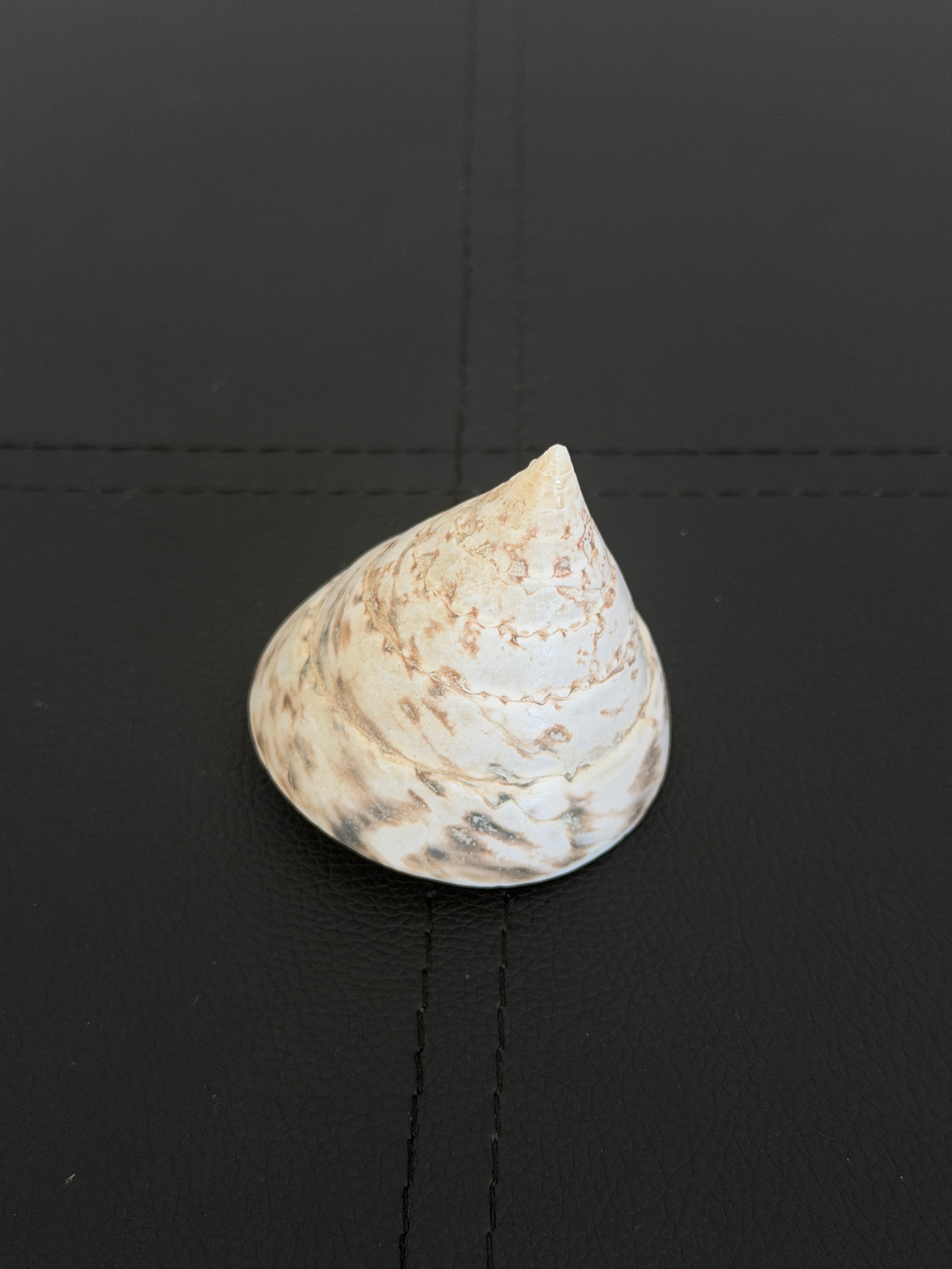 Vintage Trochus Shell