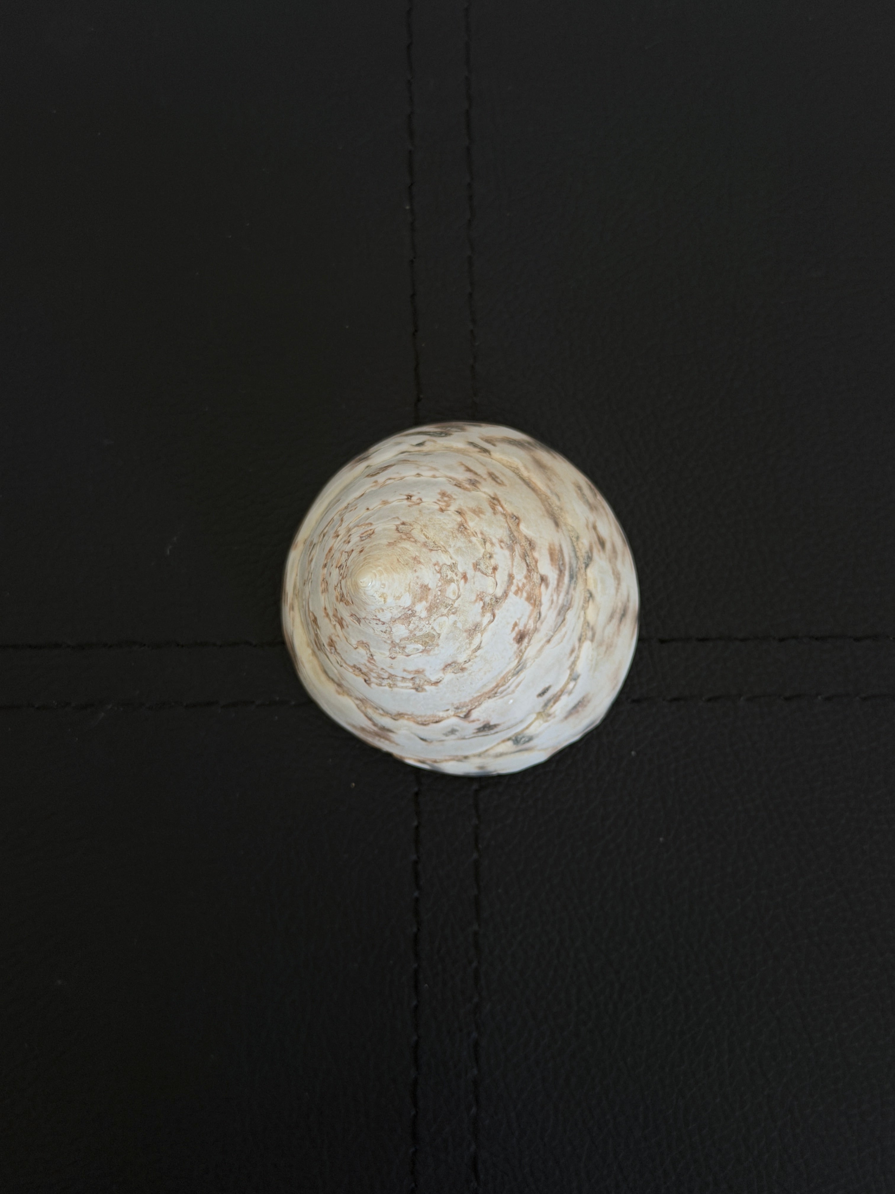 Vintage Trochus Shell