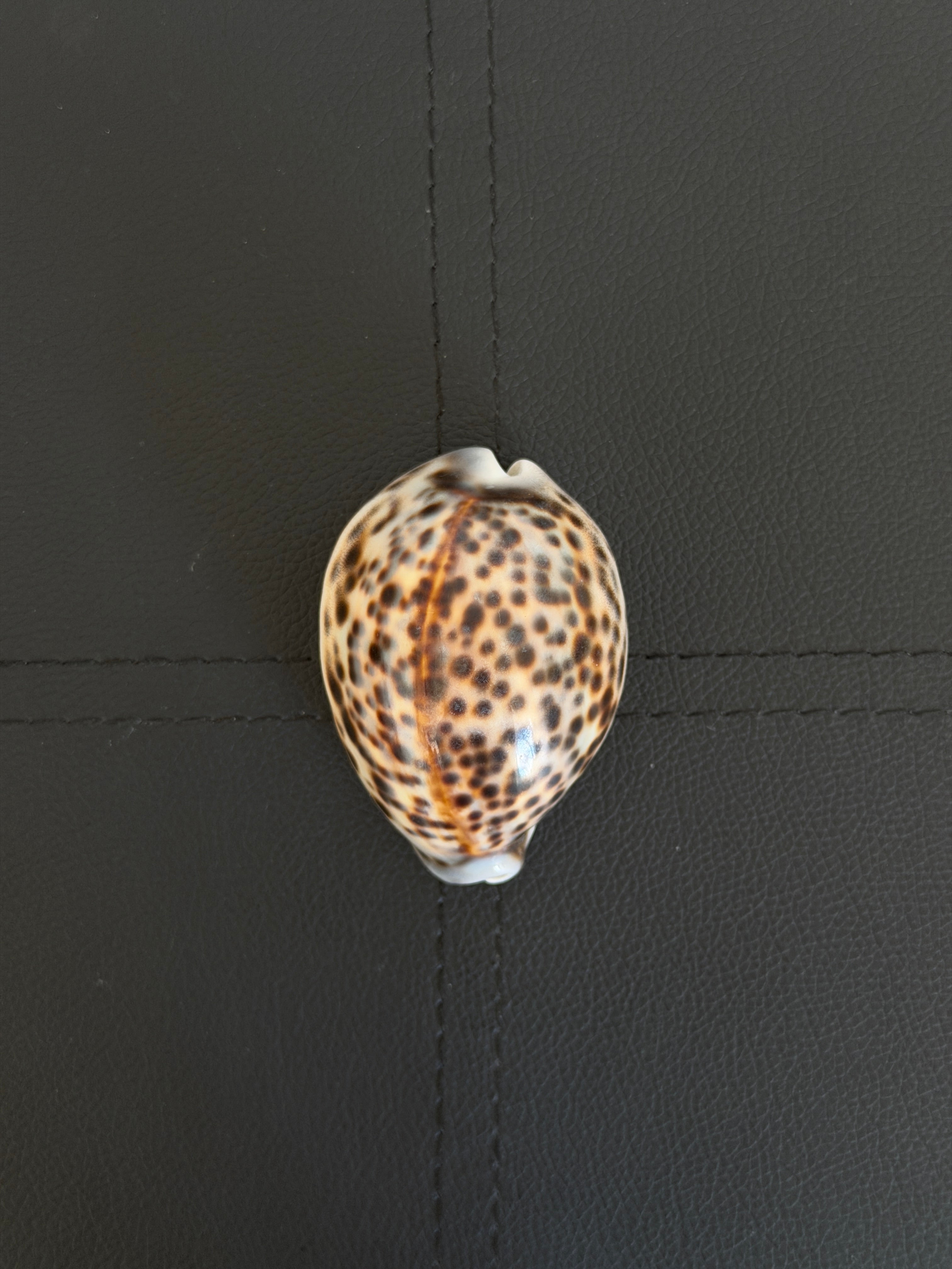 Vintage Tiger Cowrie Shell