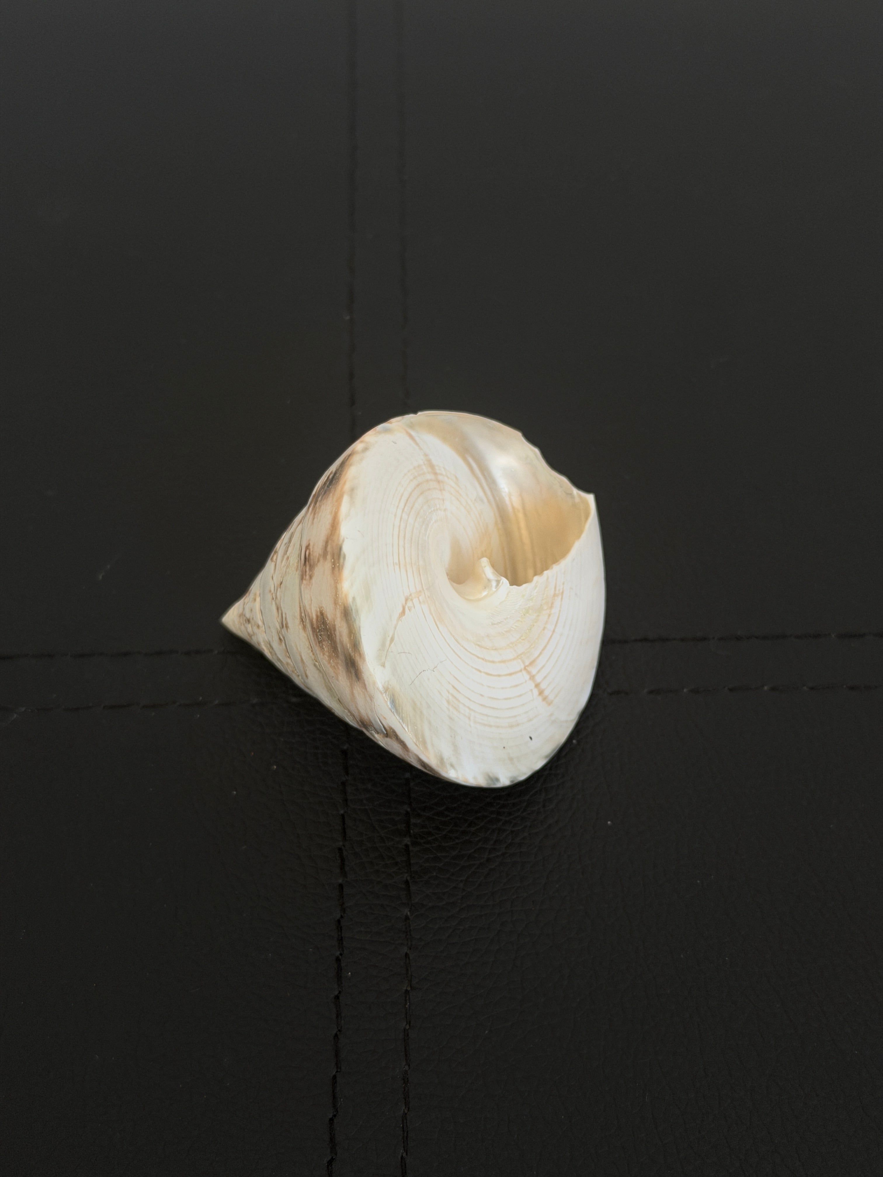 Vintage Trochus Shell