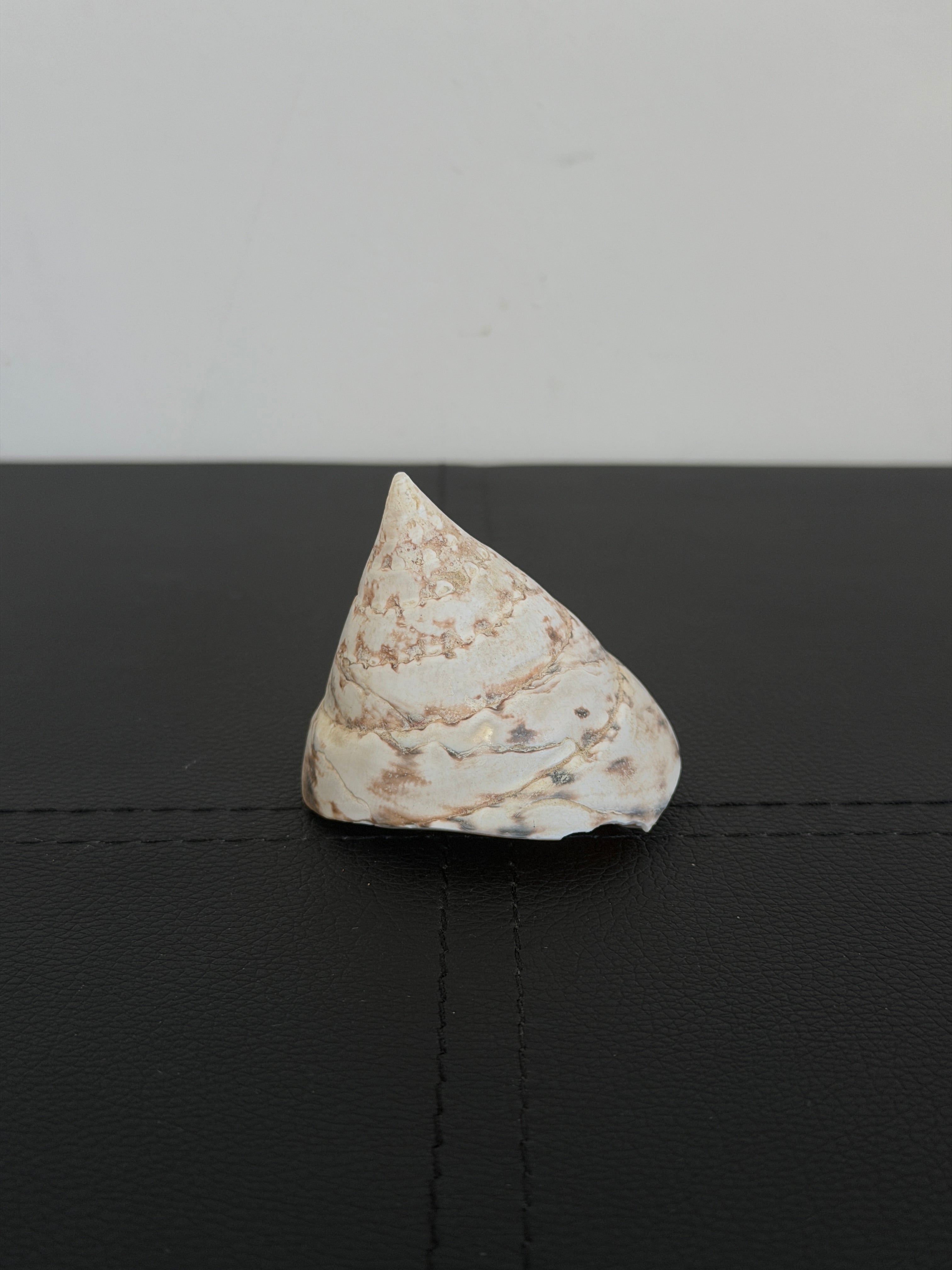 Vintage Trochus Shell