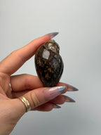 Fossilised Druzy Gastropod Shell, India, N