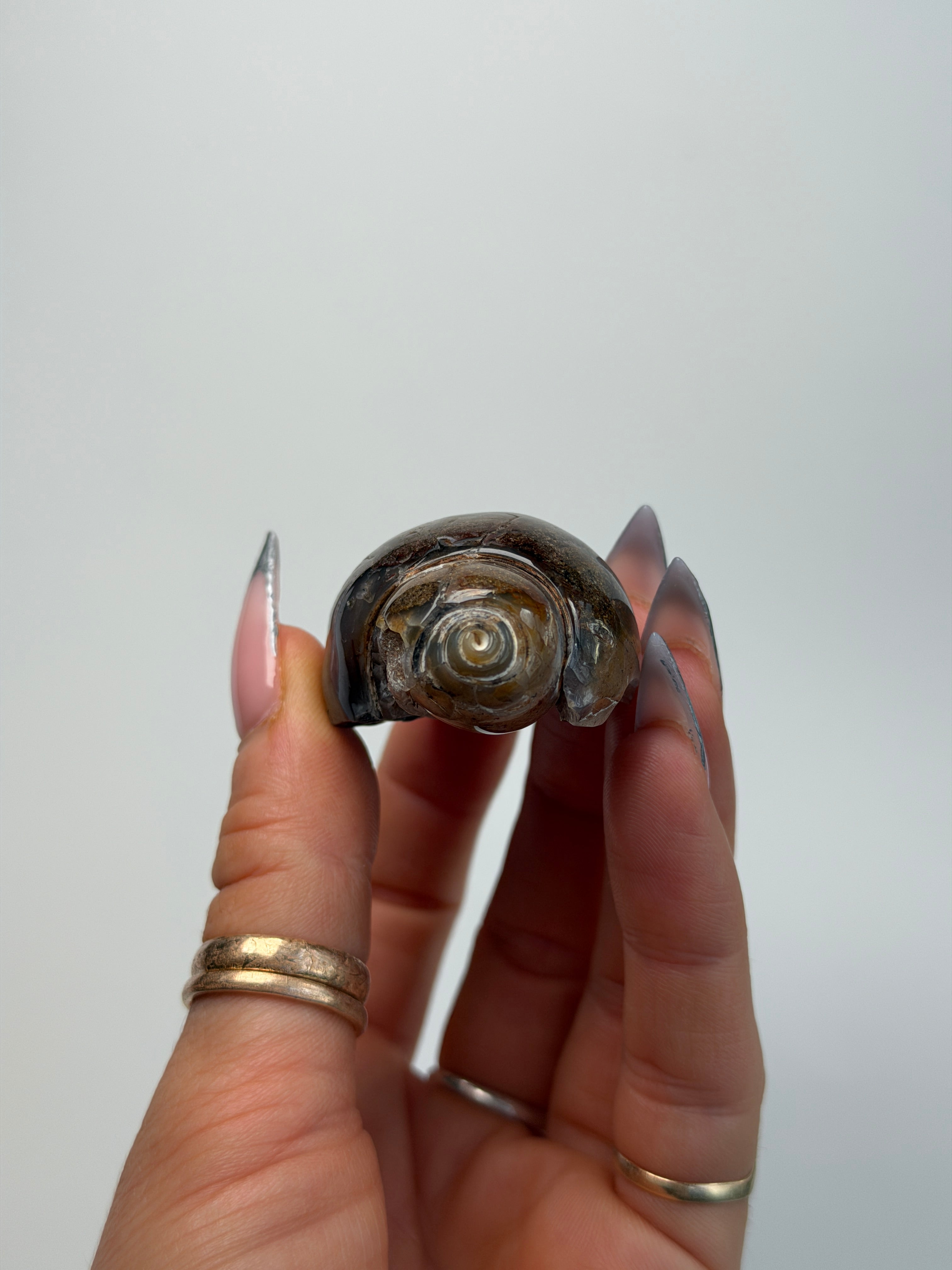 Fossilised Druzy Gastropod Shell, India, N