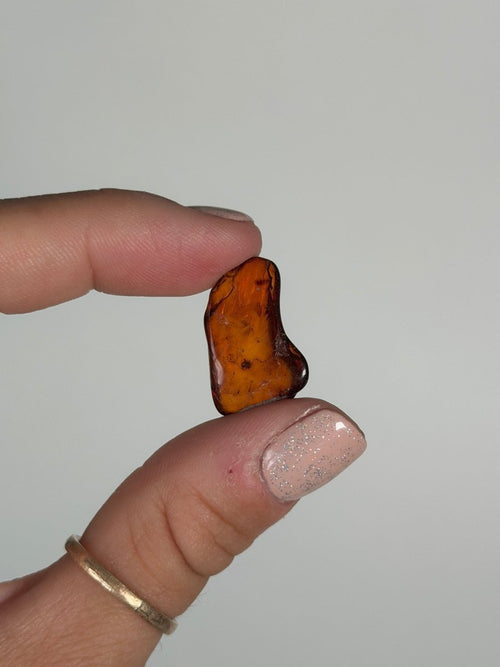 Amber, Poland Amber - Haus of Moss and Moon