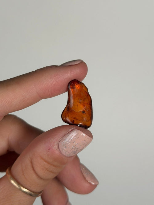 Amber, Poland Amber -  Haus of Moss and Moon