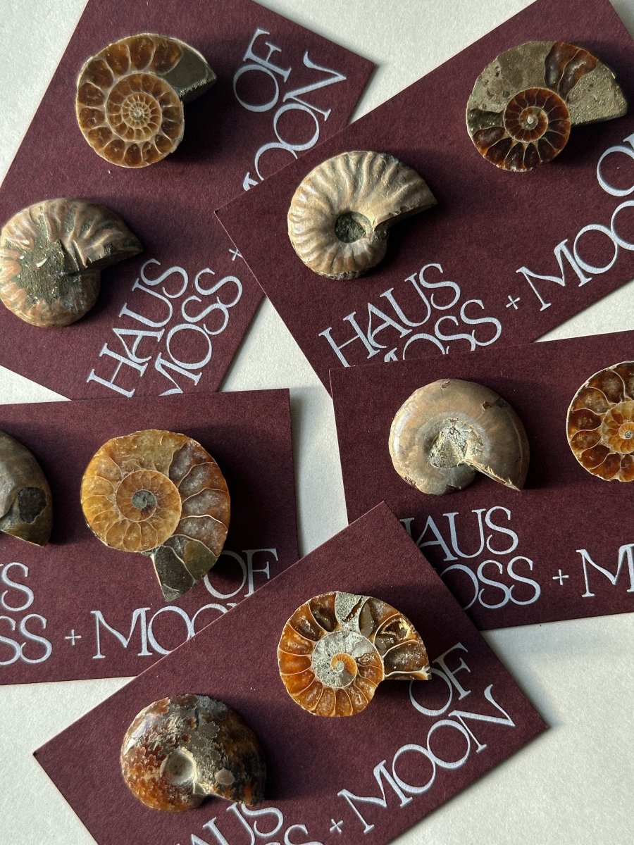 Ammonite Fossil Pair Gift Set FossilsMadagascar - Haus of Moss + Moon