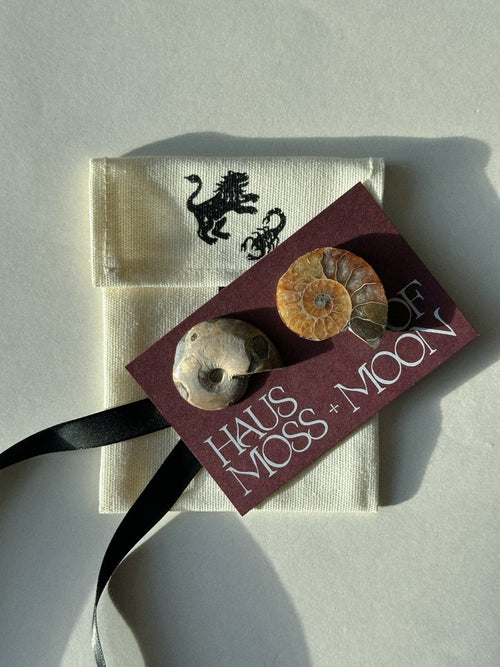 Ammonite Fossil Pair Gift Set FossilsMadagascar - Haus of Moss + Moon