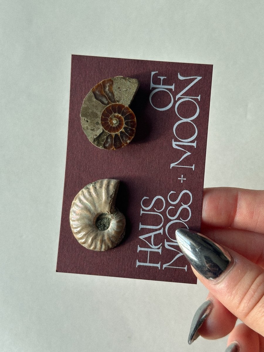 Ammonite Fossil Pair Gift Set FossilsMadagascar - Haus of Moss + Moon