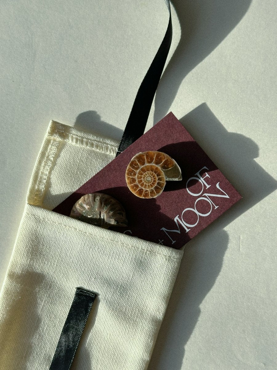 Ammonite Fossil Pair Gift Set FossilsMadagascar - Haus of Moss + Moon