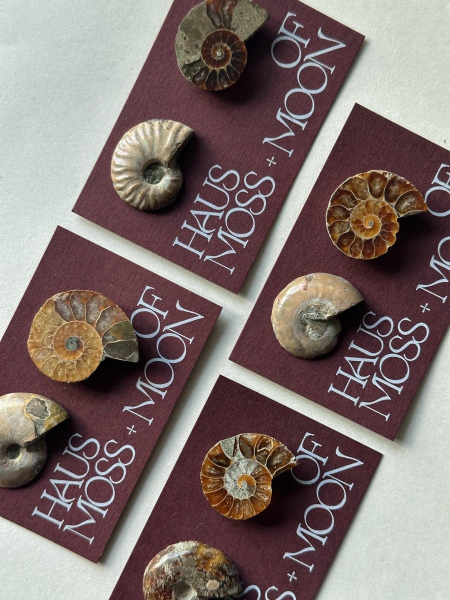 Ammonite Fossil Pair Gift Set FossilsMadagascar - Haus of Moss + Moon