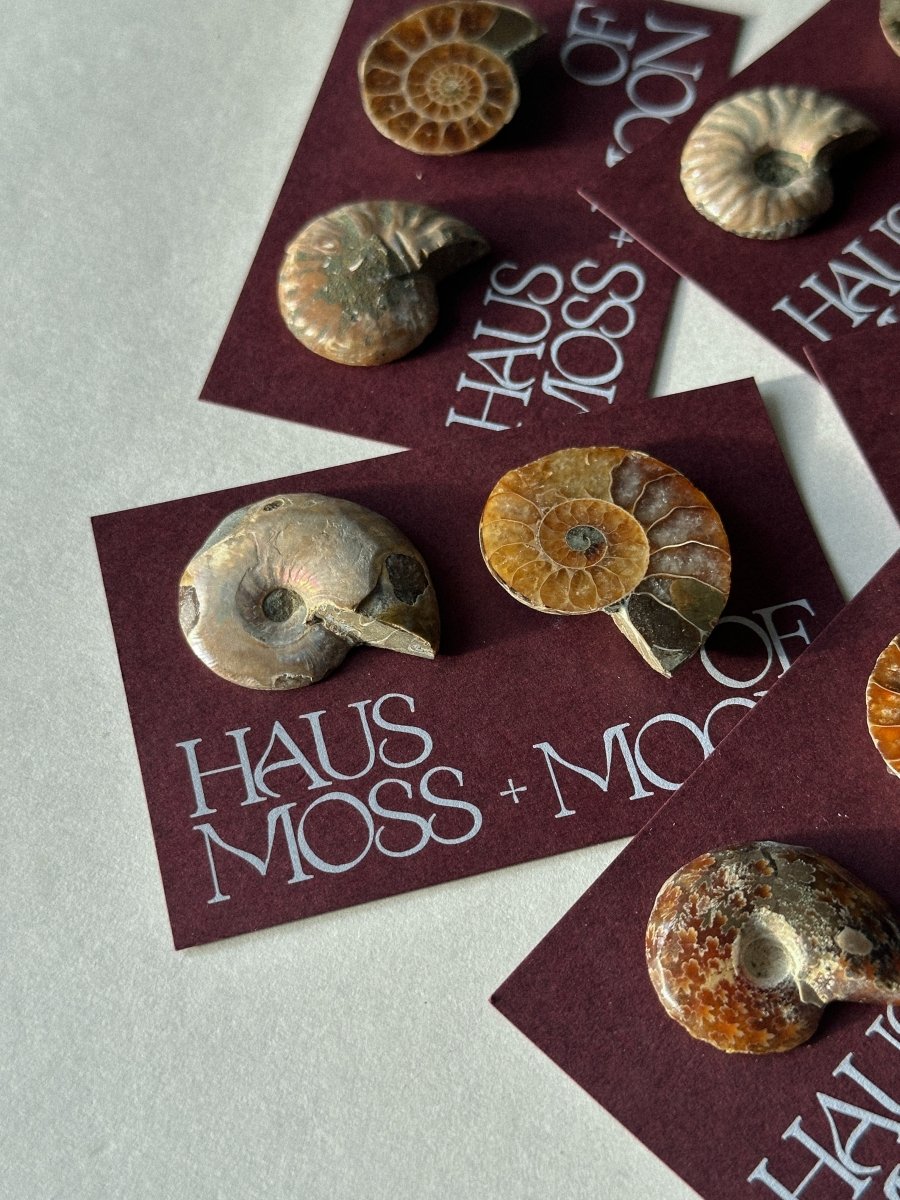 Ammonite Fossil Pair Gift Set FossilsMadagascar - Haus of Moss + Moon