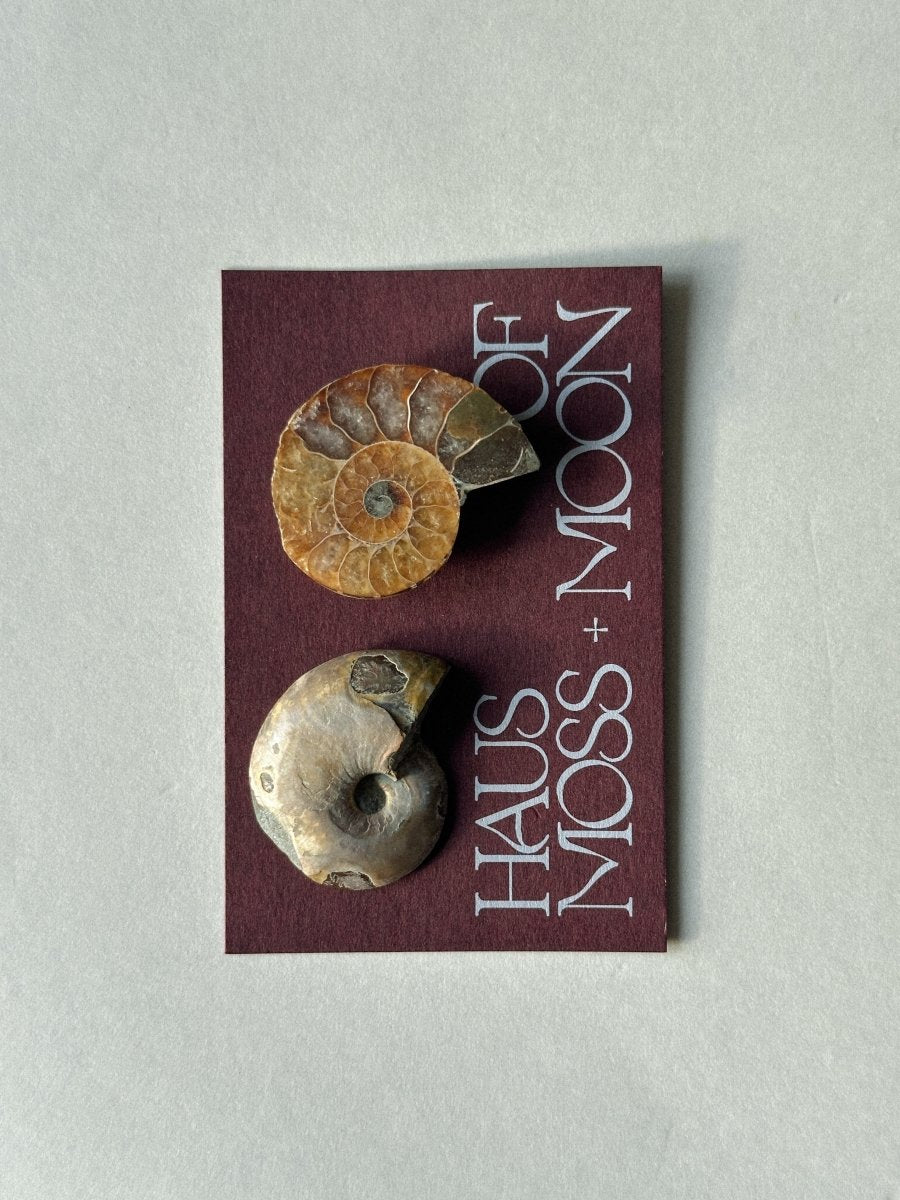 Ammonite Fossil Pair Gift Set FossilsMadagascar - Haus of Moss + Moon