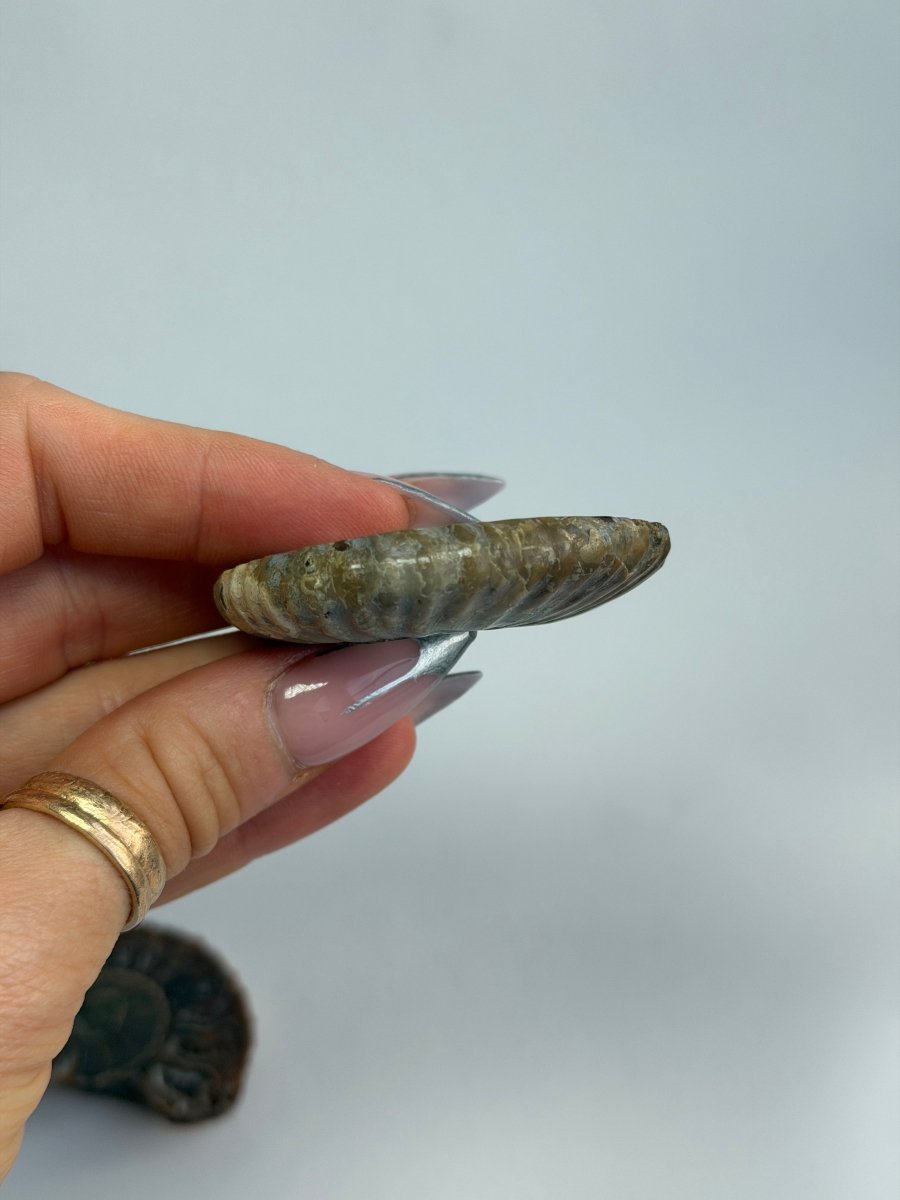 Brown Ammonite Fossil Pair FossilsMadagascar - Haus of Moss + Moon