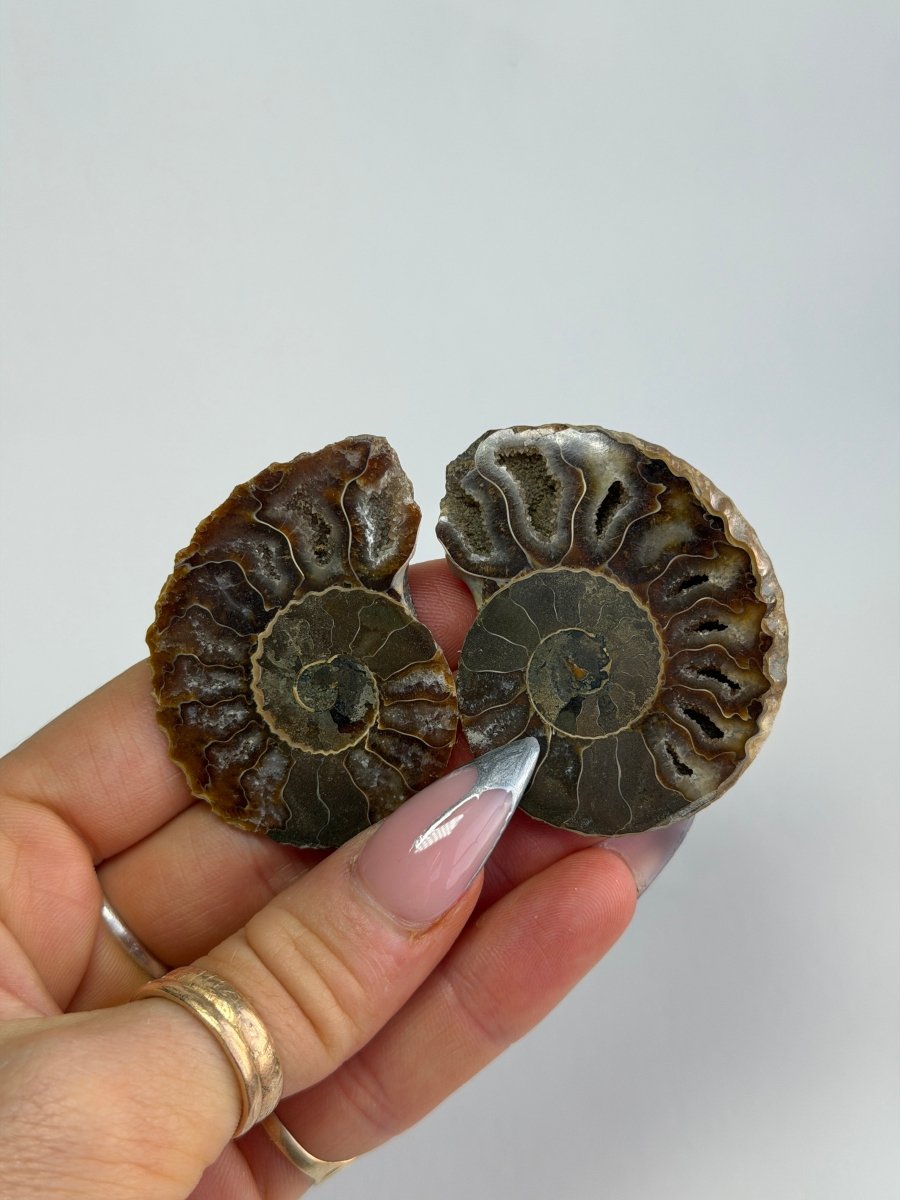 Brown Ammonite Fossil Pair FossilsMadagascar - Haus of Moss + Moon