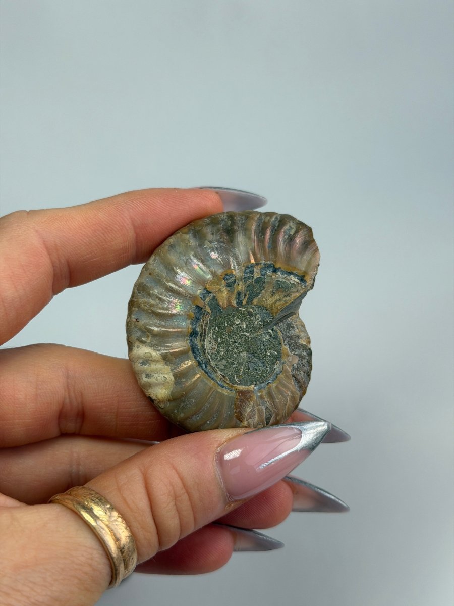 Brown Ammonite Fossil Pair FossilsMadagascar - Haus of Moss + Moon