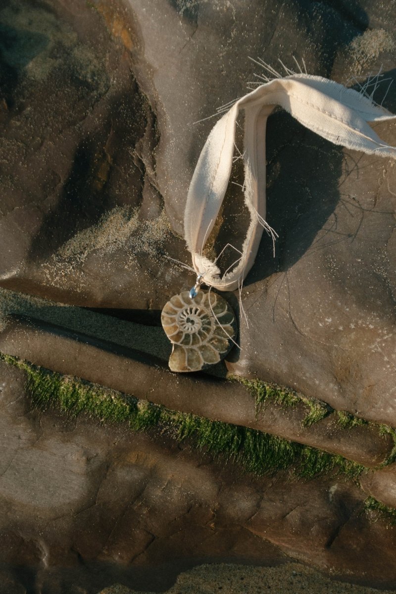 CORALIA Ammonite Choker | palmworks x hom+m JewelleryHaus of Moss + Moon- Haus of Moss and Moon