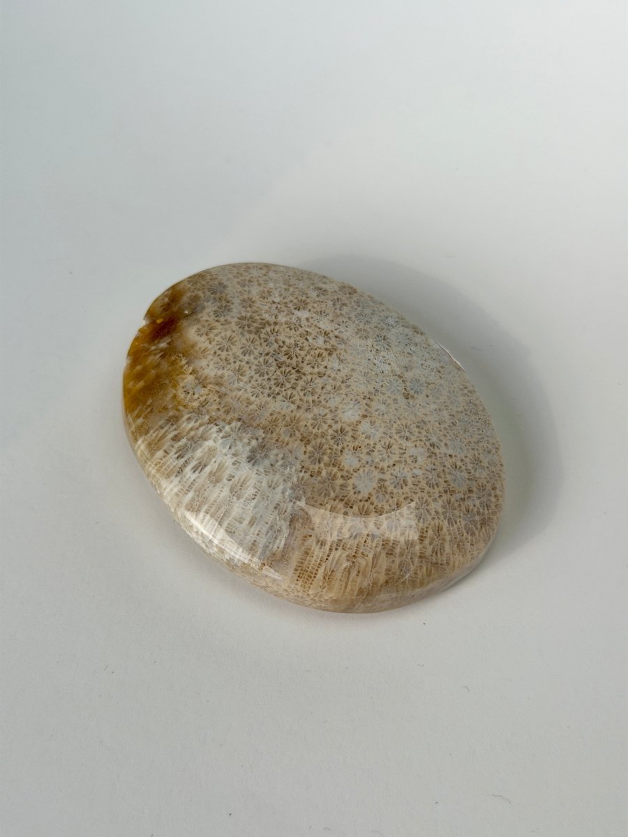 Fossil Coral, A FossilsIndonesia- Haus of Moss and Moon