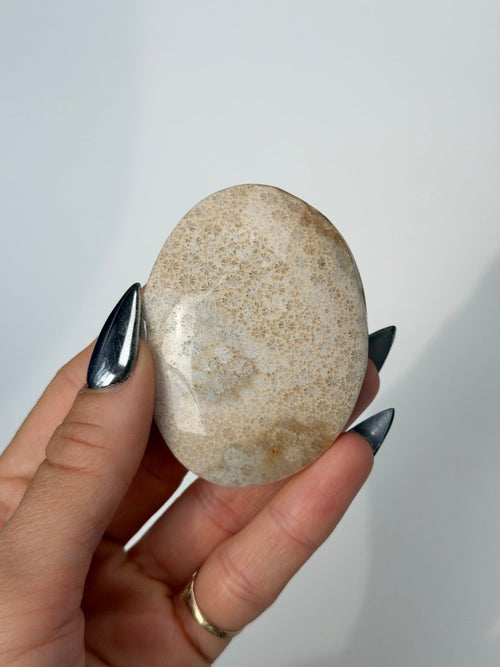 Fossil Coral, A FossilsIndonesia- Haus of Moss and Moon