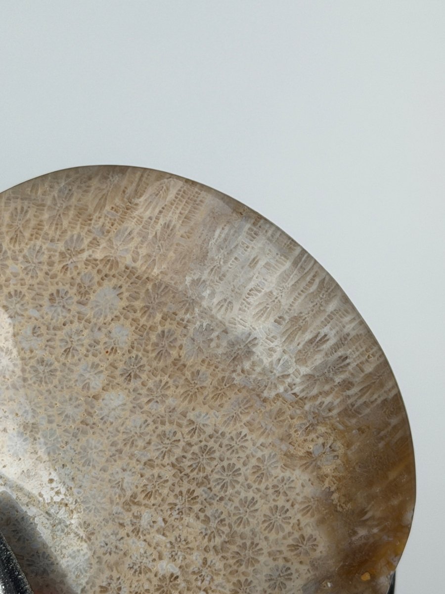 Fossil Coral, A FossilsIndonesia- Haus of Moss and Moon