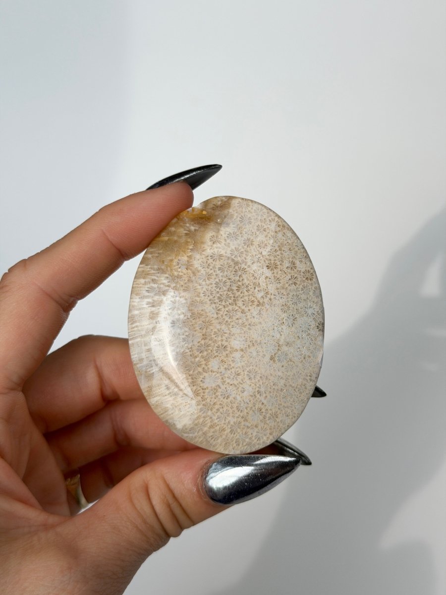 Fossil Coral, A FossilsIndonesia- Haus of Moss and Moon