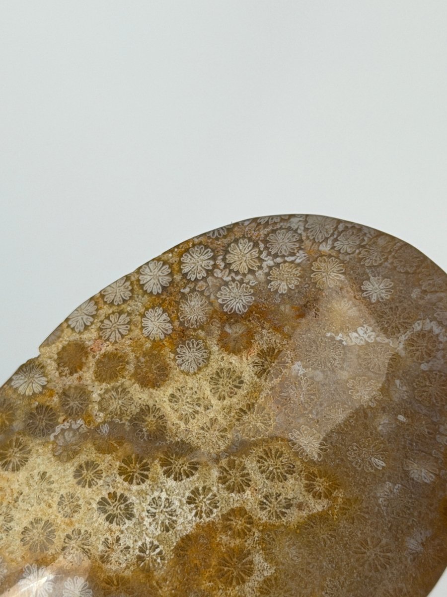 Fossil Coral, B FossilsIndonesia- Haus of Moss and Moon