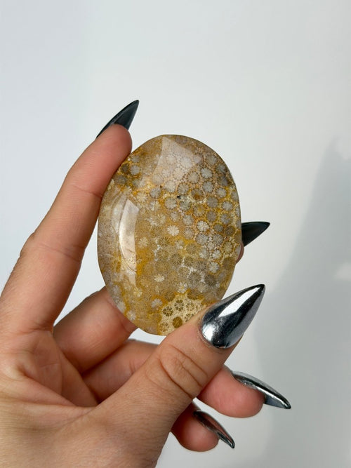 Fossil Coral, B FossilsIndonesia- Haus of Moss and Moon