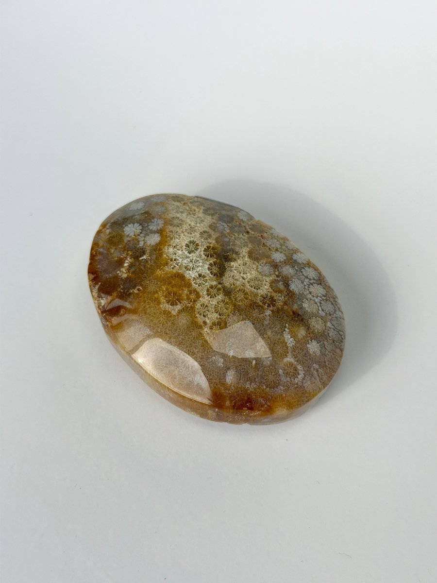 Fossil Coral, B FossilsIndonesia- Haus of Moss and Moon