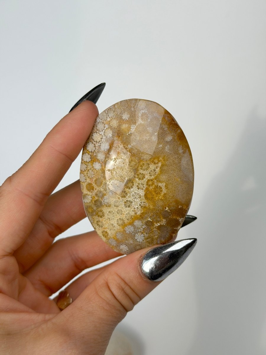 Fossil Coral, B FossilsIndonesia- Haus of Moss and Moon