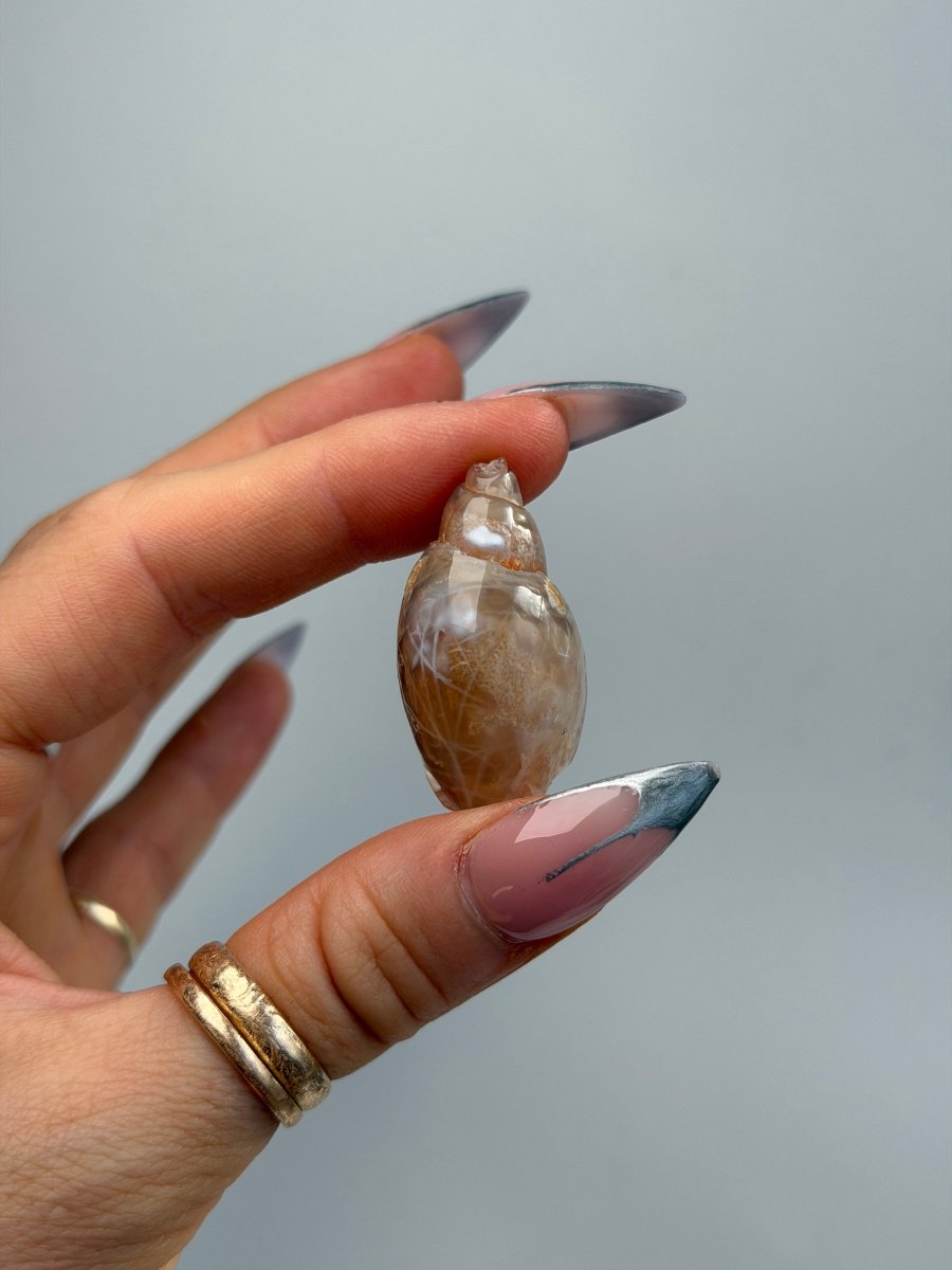 Fossilised Druzy Gastropod Shell, India, B FossilsIndia - Haus of Moss + Moon