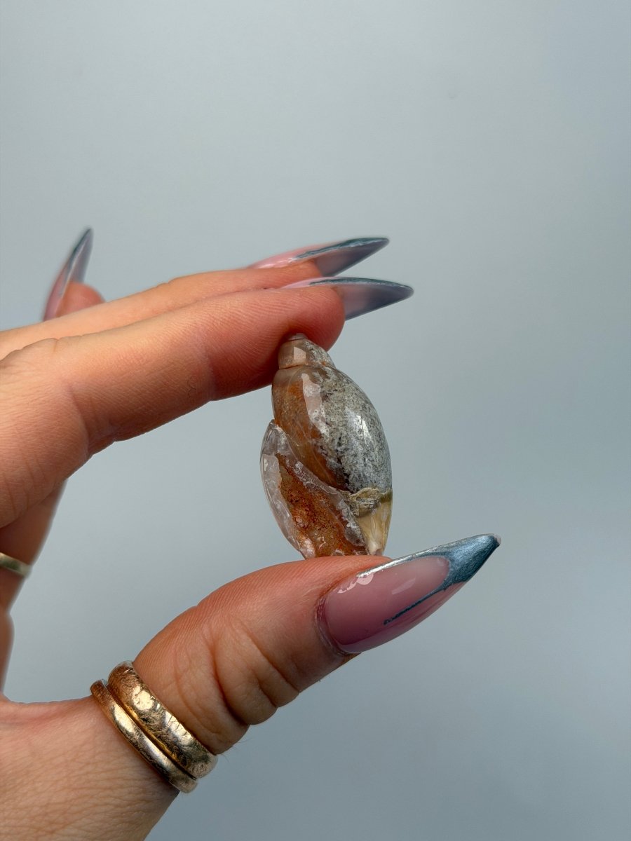 Fossilised Druzy Gastropod Shell, India, B FossilsIndia - Haus of Moss + Moon