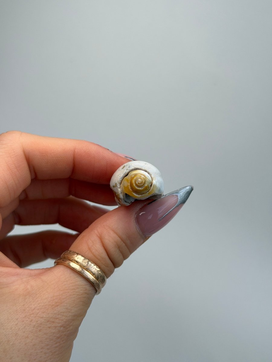 Fossilised Druzy Gastropod Shell, India, C FossilsIndia - Haus of Moss + Moon