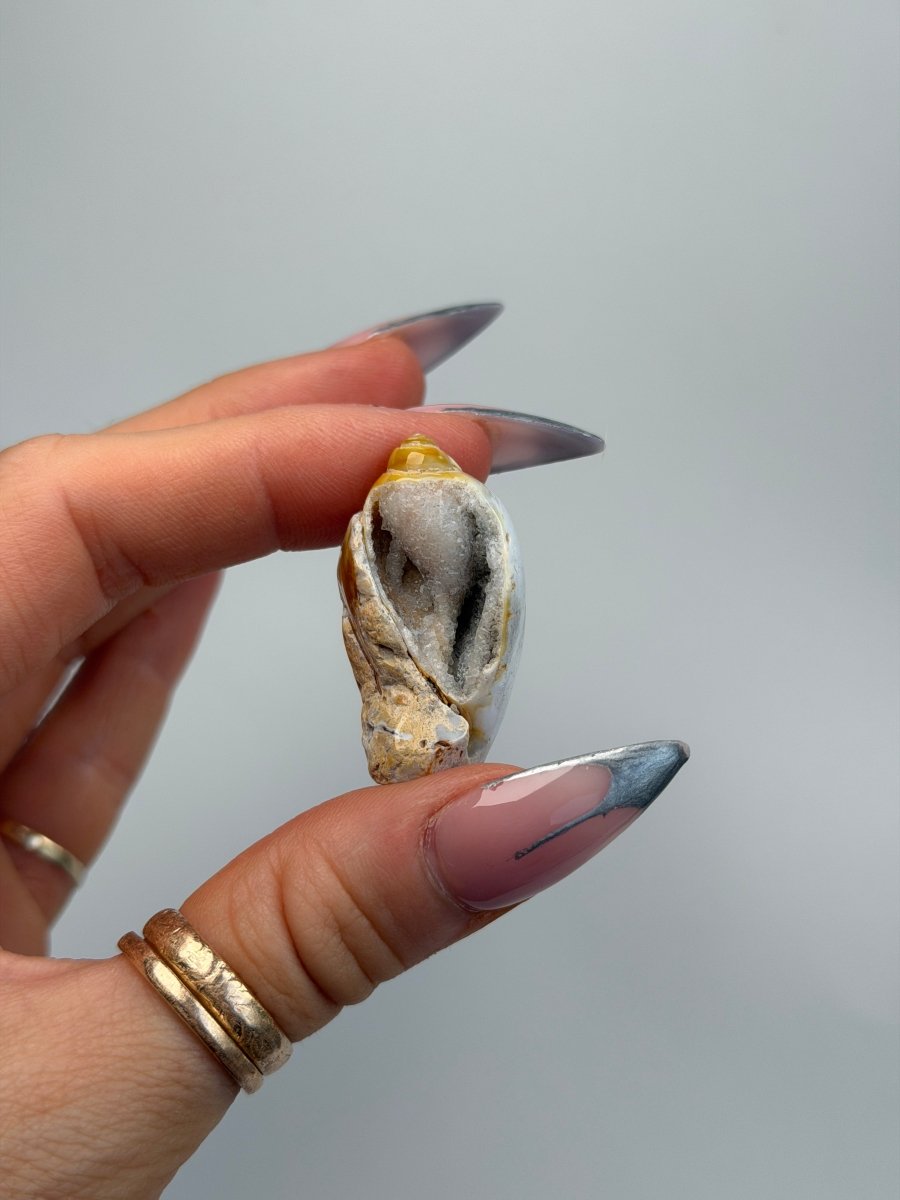 Fossilised Druzy Gastropod Shell, India, C FossilsIndia - Haus of Moss + Moon