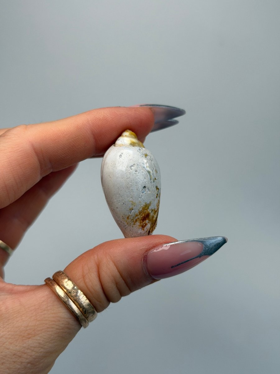 Fossilised Druzy Gastropod Shell, India, C FossilsIndia - Haus of Moss + Moon