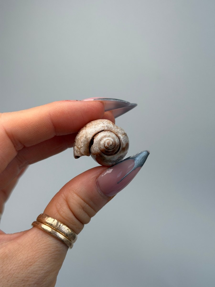 Fossilised Druzy Gastropod Shell, India, D FossilsIndia - Haus of Moss + Moon