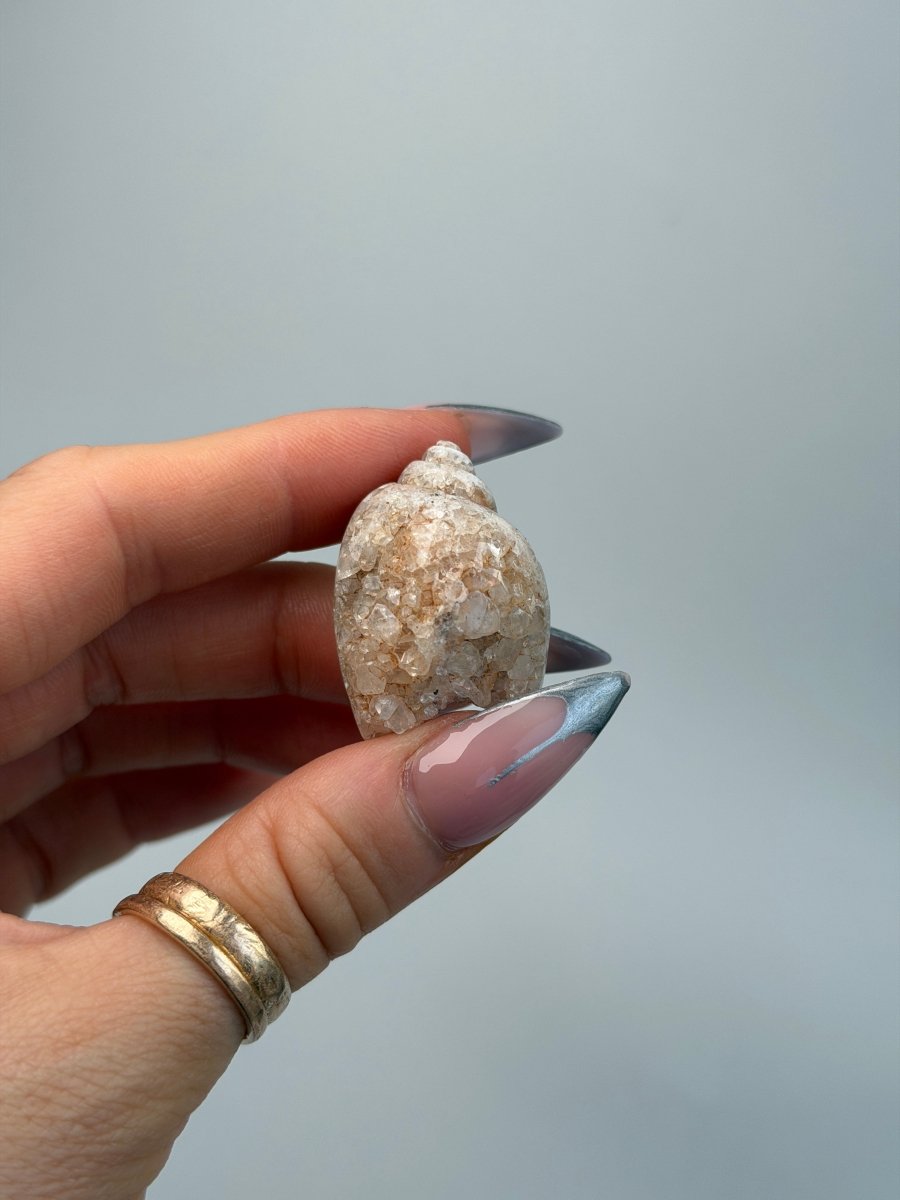 Fossilised Druzy Gastropod Shell, India, D FossilsIndia - Haus of Moss + Moon