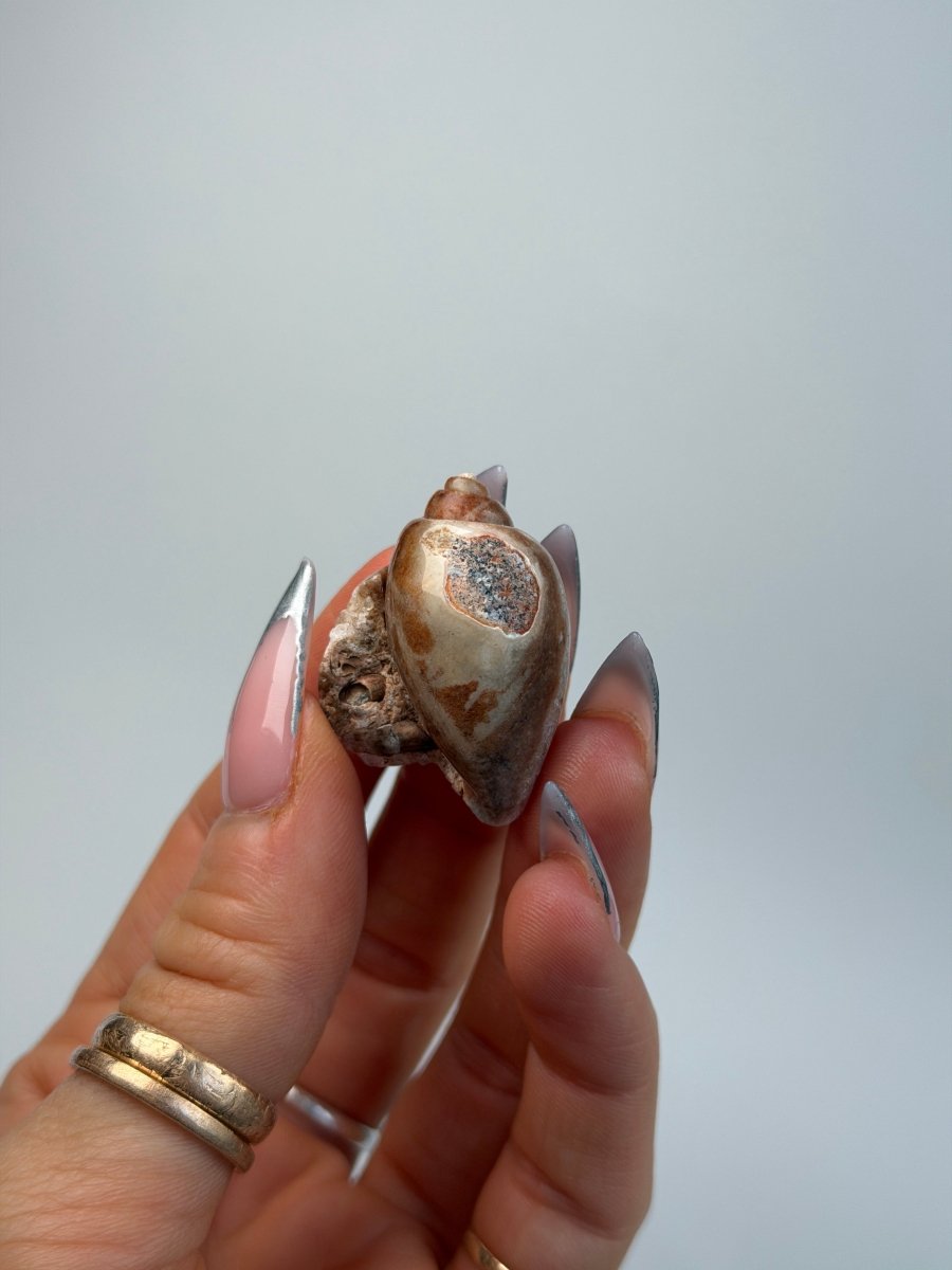 Fossilised Druzy Gastropod Shell, India, D FossilsIndia - Haus of Moss + Moon