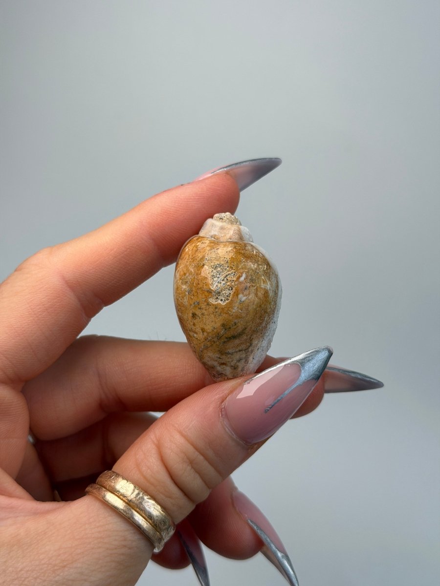 Fossilised Druzy Gastropod Shell, India, E FossilsIndia - Haus of Moss + Moon