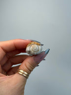Fossilised Druzy Gastropod Shell, India, E FossilsIndia - Haus of Moss + Moon