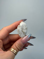 Fossilised Druzy Gastropod Shell, India, E FossilsIndia - Haus of Moss + Moon