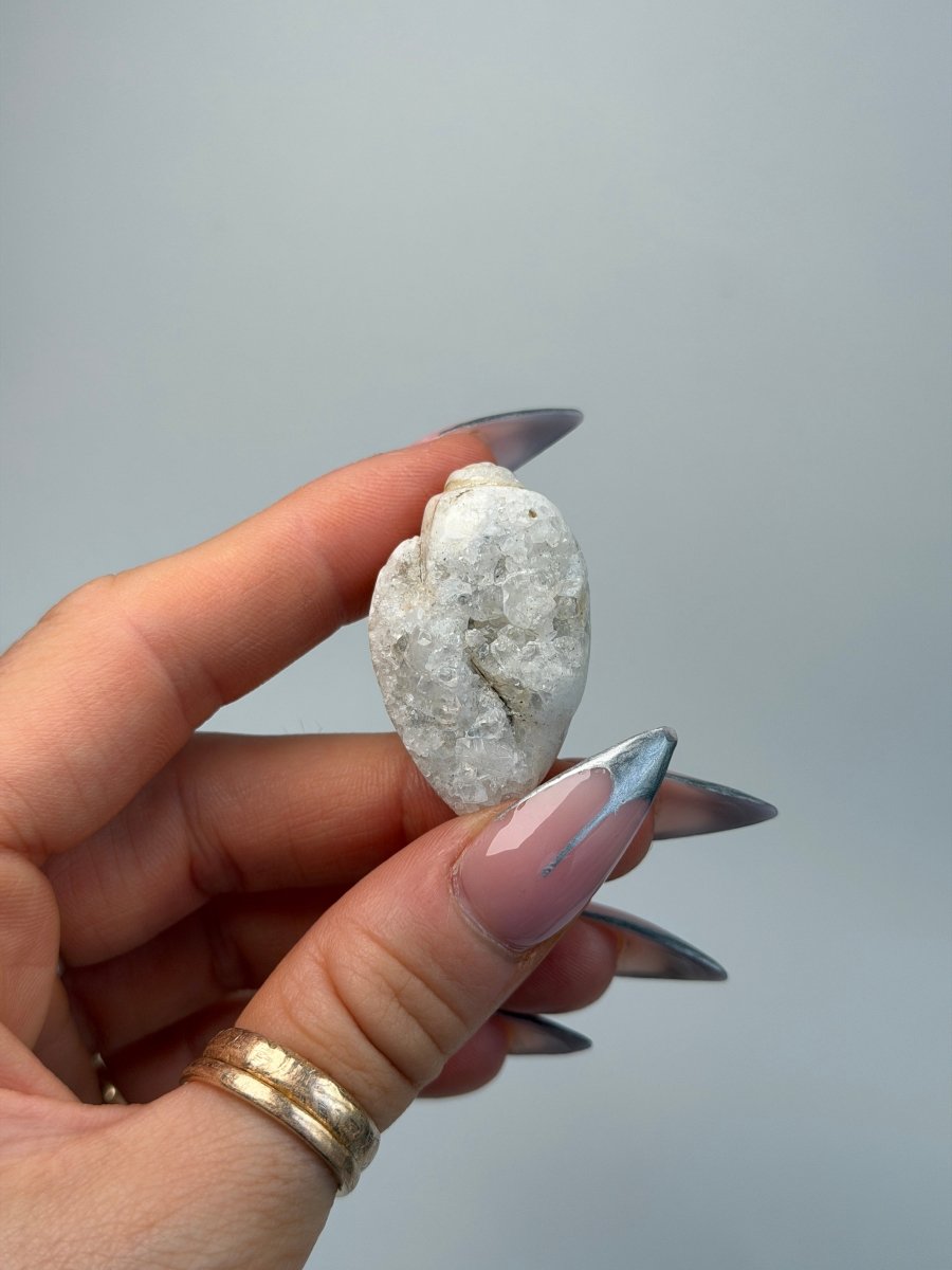 Fossilised Druzy Gastropod Shell, India, E FossilsIndia - Haus of Moss + Moon