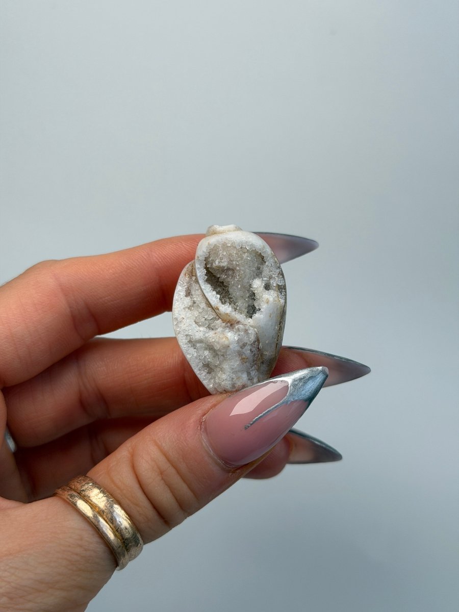 Fossilised Druzy Gastropod Shell, India, F FossilsIndia - Haus of Moss + Moon