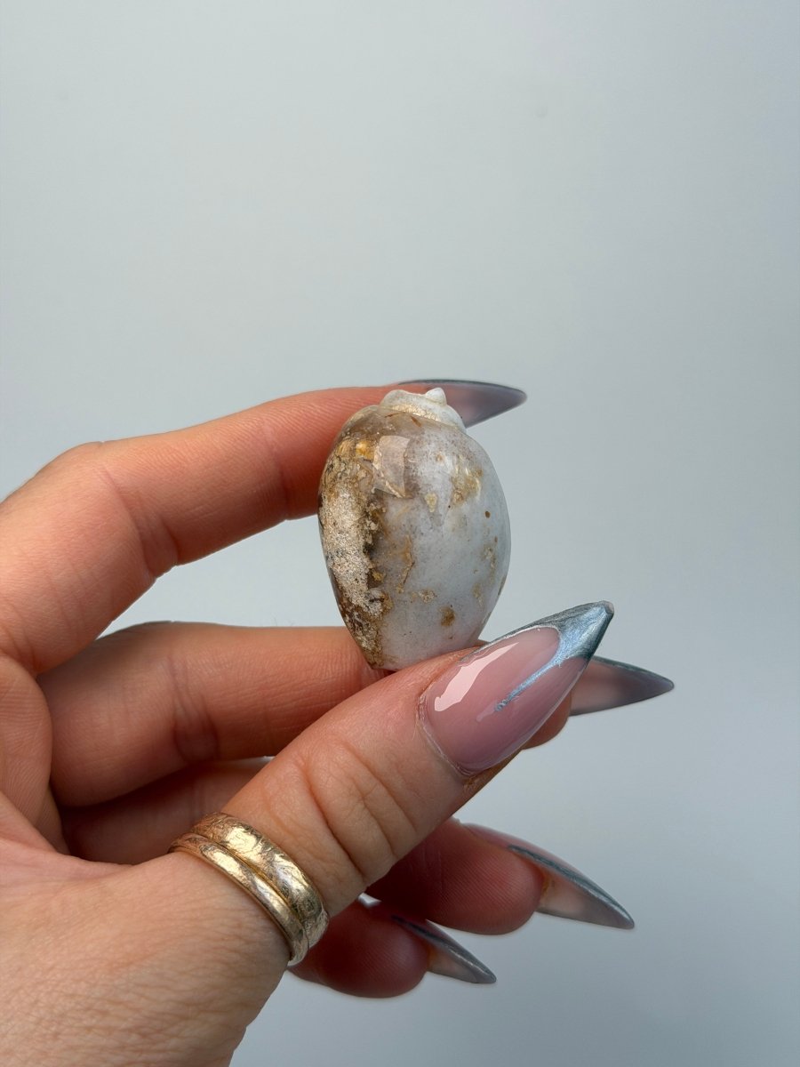 Fossilised Druzy Gastropod Shell, India, F FossilsIndia - Haus of Moss + Moon