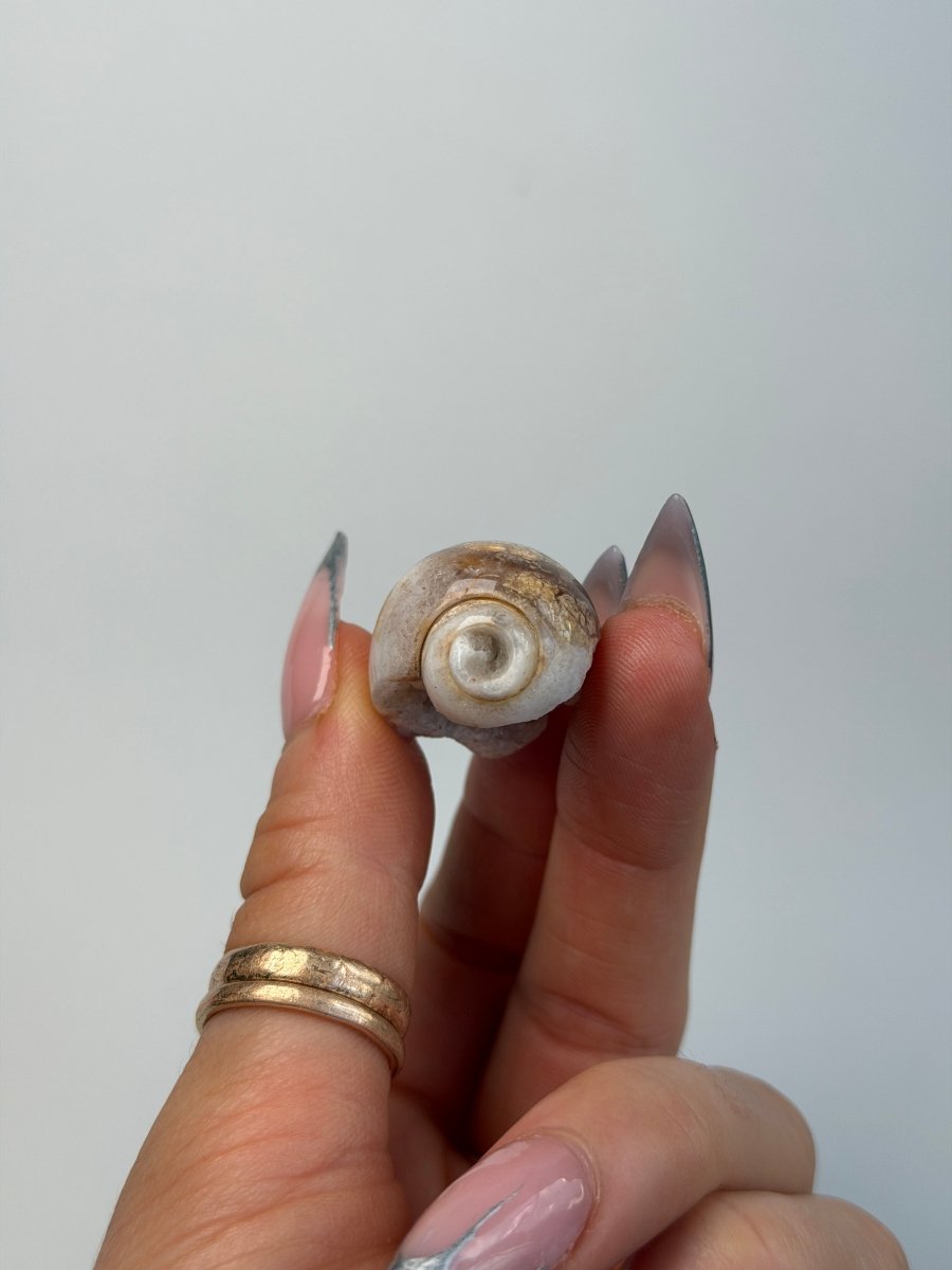 Fossilised Druzy Gastropod Shell, India, F FossilsIndia - Haus of Moss + Moon
